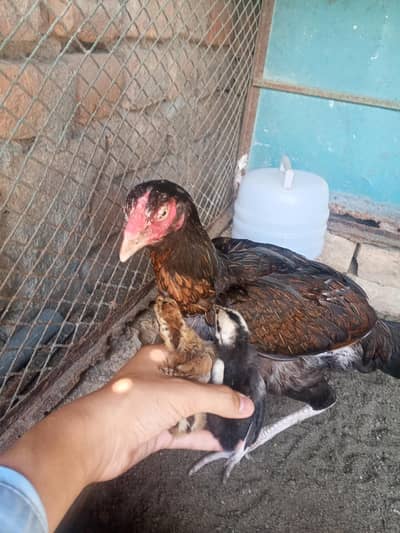 one year plus female with two chicks 22days old forsale