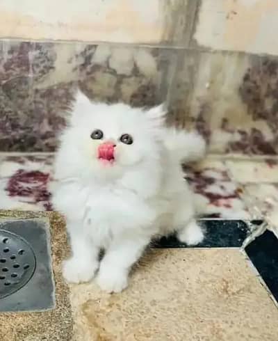 Persian female kitten for sale 0370_3660417 Whatsapp number