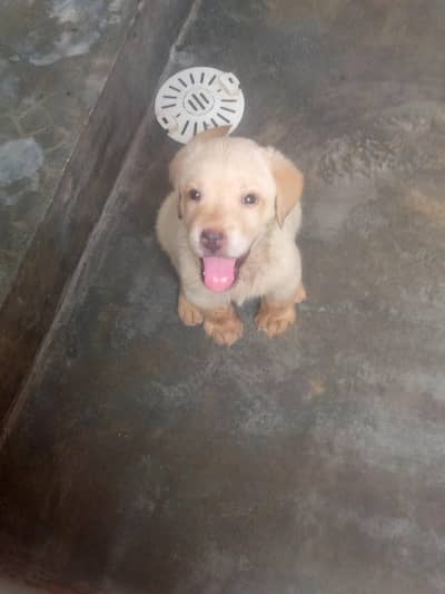 Labrador male female for sale