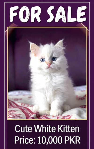 Persian kitten home breed