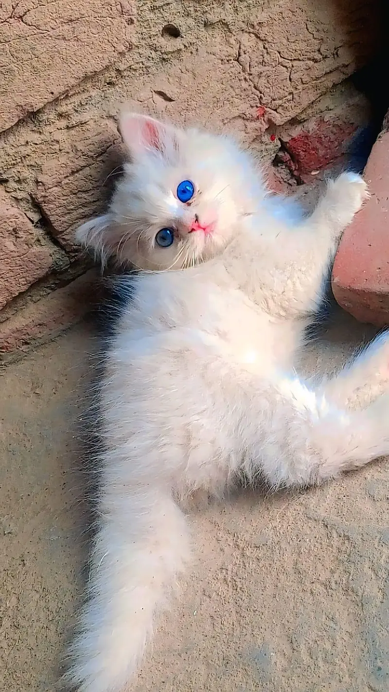 Russian cats
