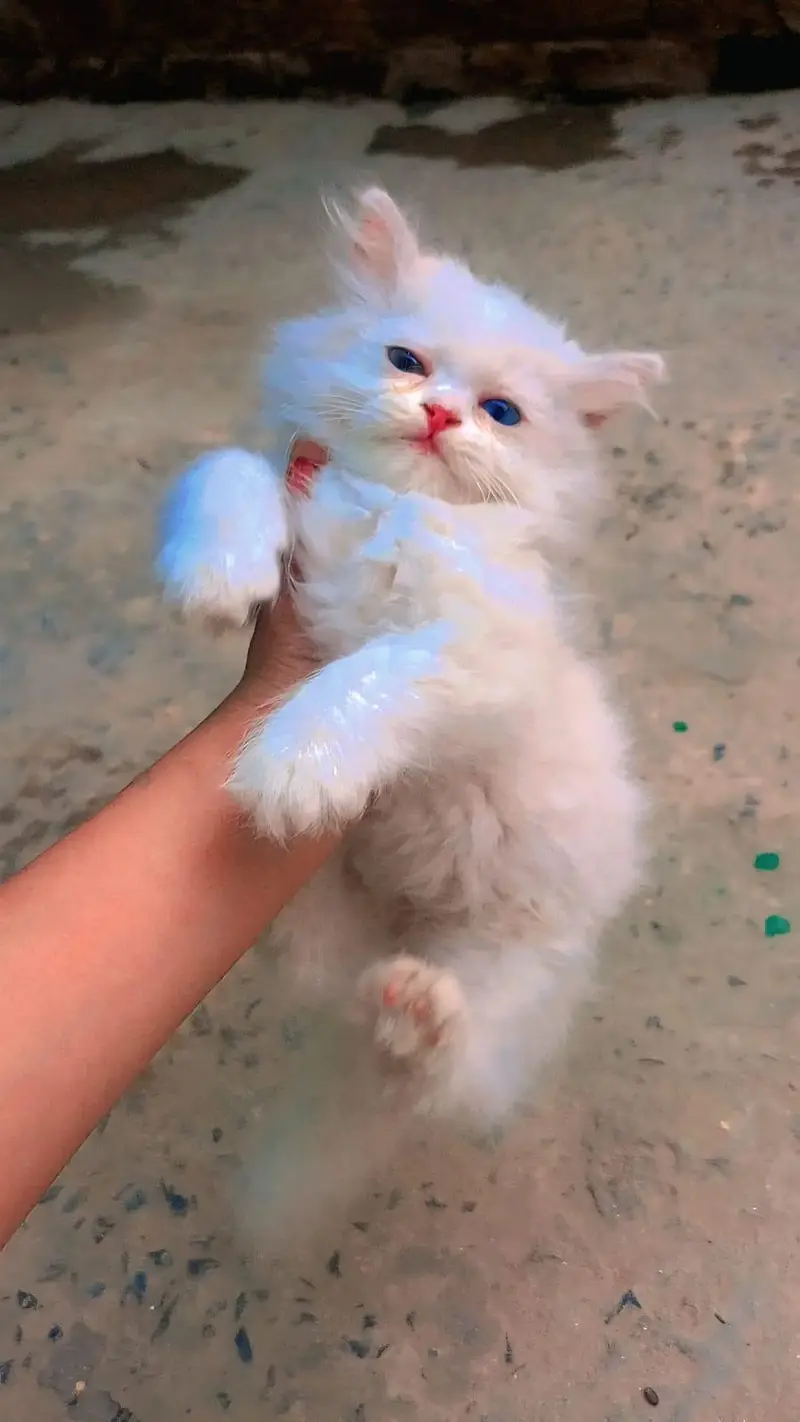 Russian cats — photo 2