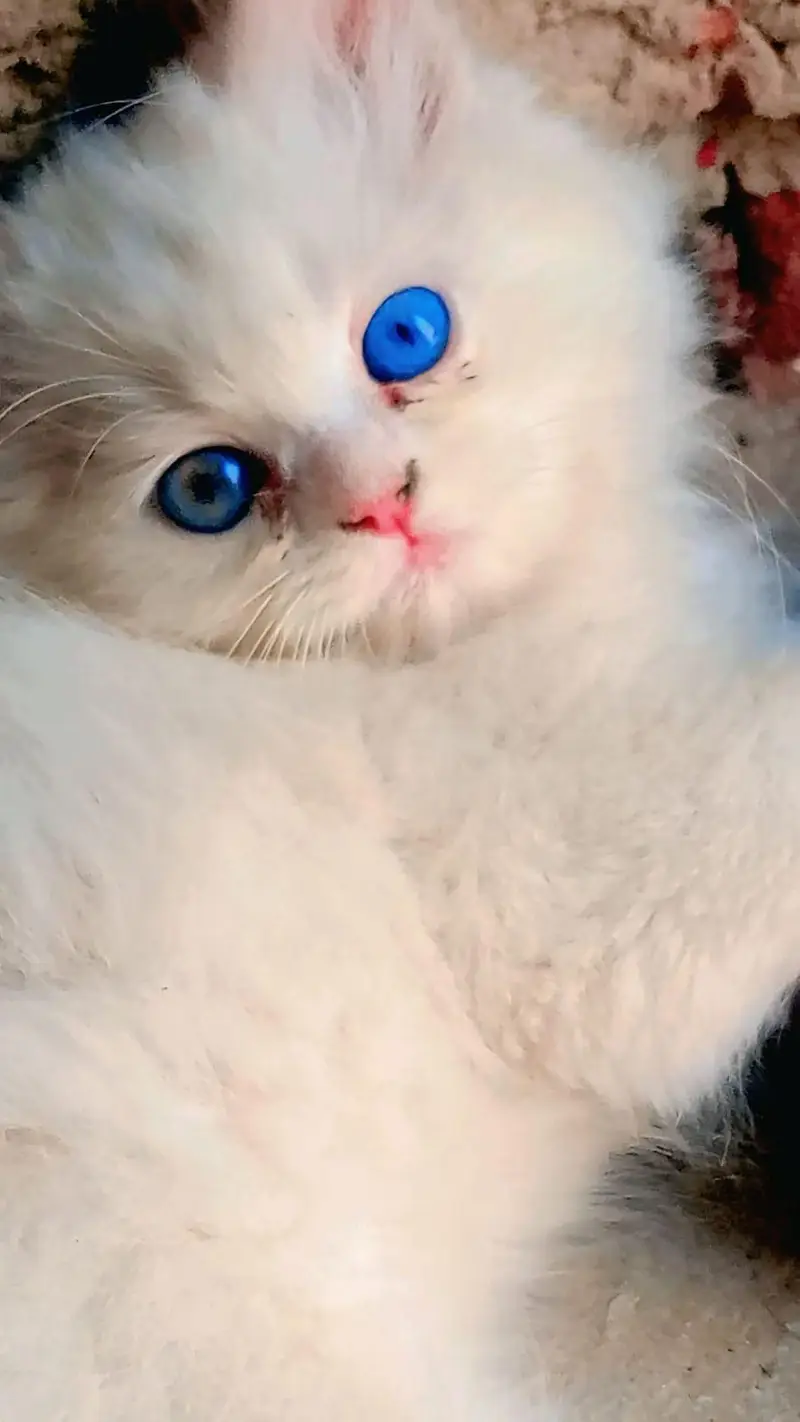 Russian cats — photo 3