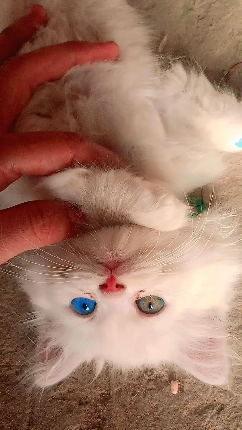 Russian cats — photo 4