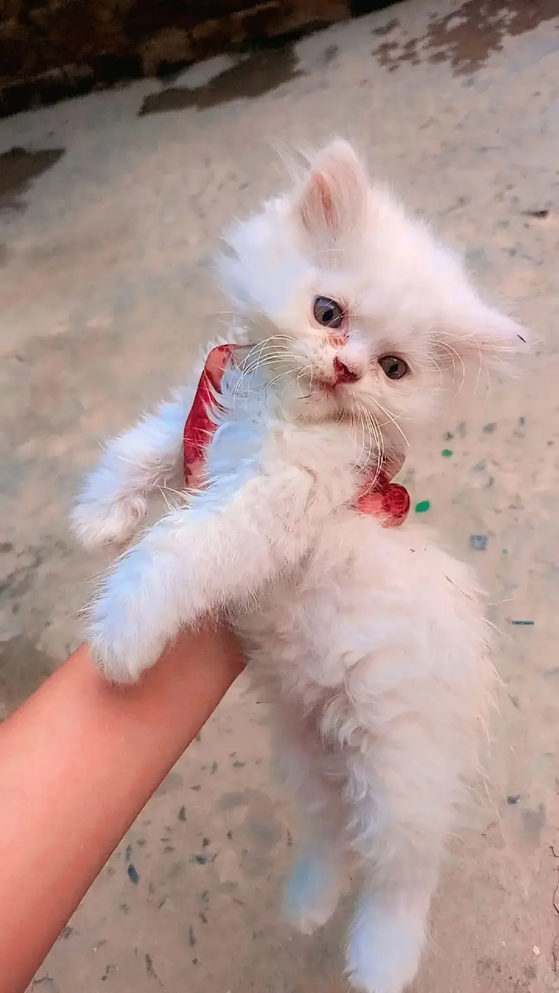 Russian cats — photo 6