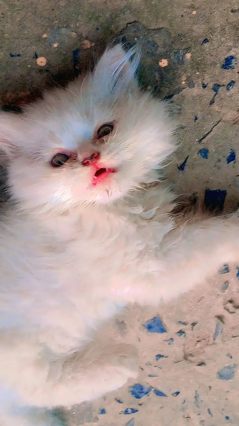 Russian cats — photo 7