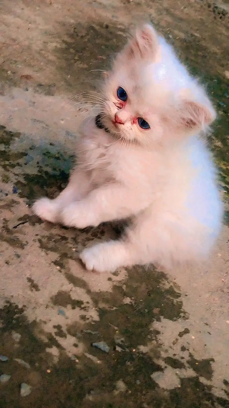 Russian cats — photo 8