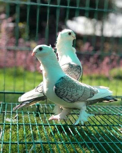 pigeon | fancy pigeon |  kabutar | lucky pigeon pair | Sentient pigeon