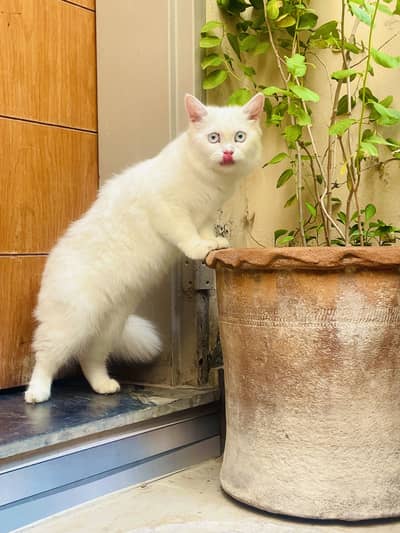 Selling cat
