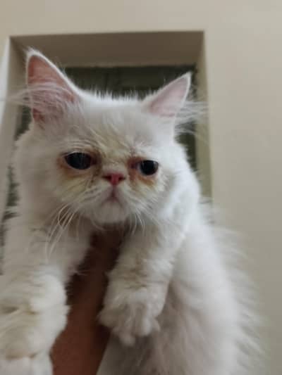 Persian Kitten |Peki Face| Pure Persian kittens| Lhr