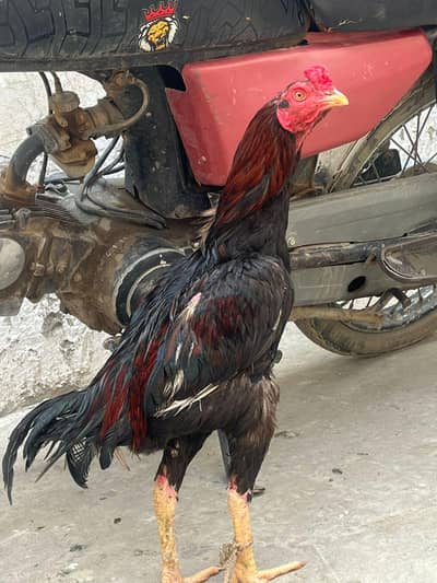 pure aseel for sale