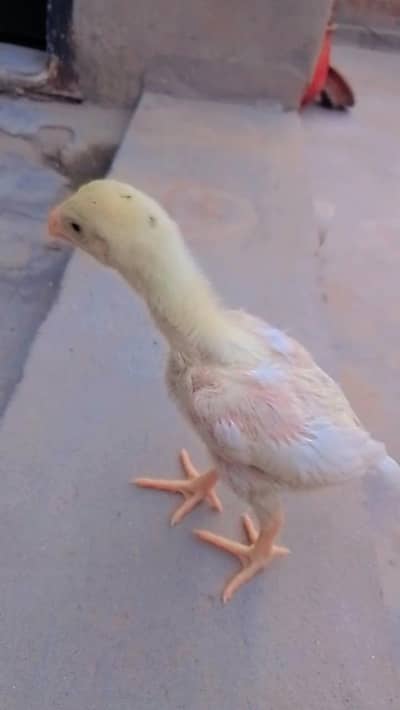 1 female aseel shomo for sale price final ha