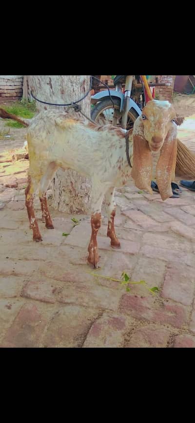 Makhi Cheena |Bakra | Beetal | kajla | Chatra