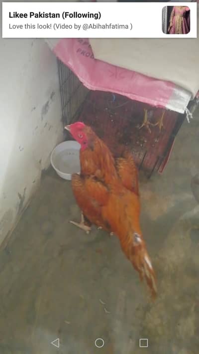 pure aseel 5000 to 50,000