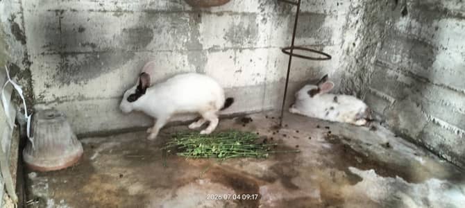 Breader Female and male rabbits available Healthy