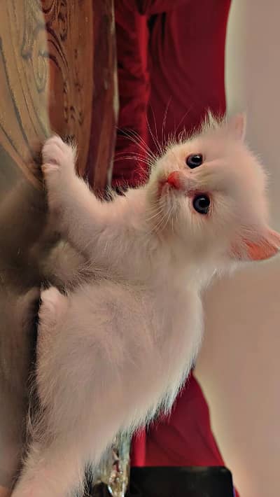 Persian kittens 3rble coated