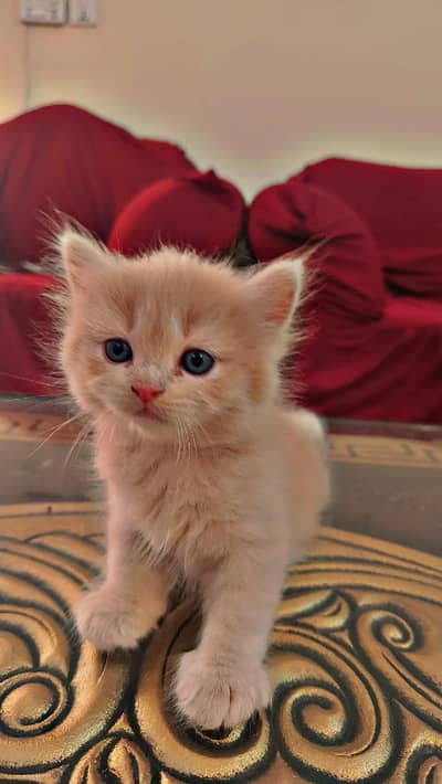 Persian kittens 3rble coated