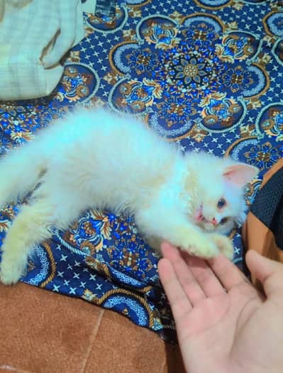 Fluffy Kitten Urgent Sale
