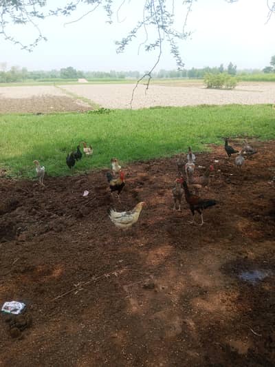 Hens Desi For Sale
