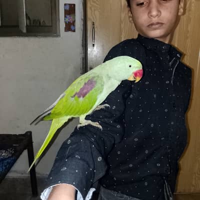 RAW Parrot for sale