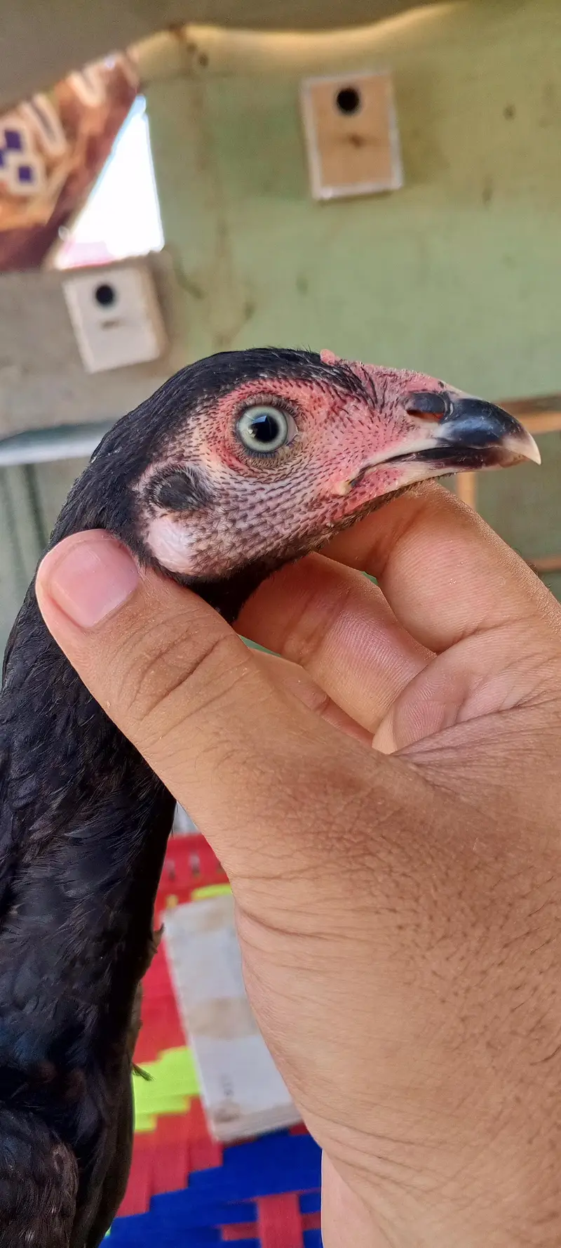 Mushka Aseel Pathay Lasani Murga Jet Black Patha Murgi 03098573144 — photo 3