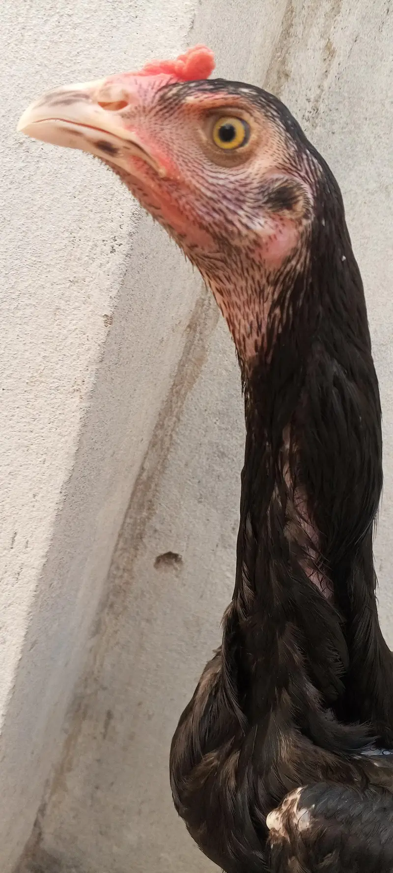 Mushka Aseel Pathay Lasani Murga Jet Black Patha Murgi 03098573144 — photo 6