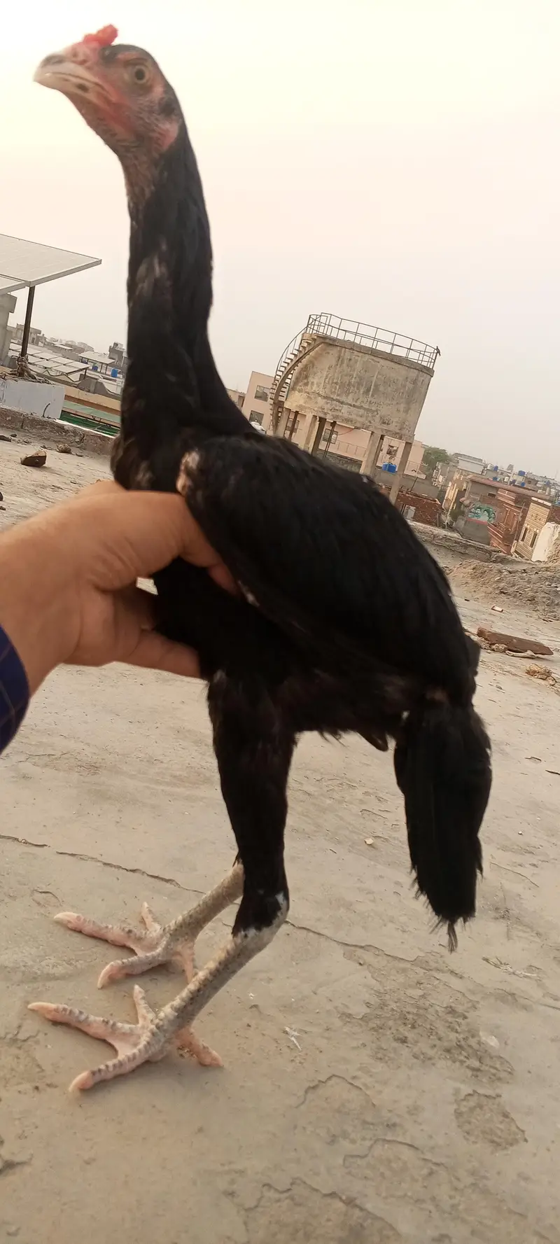 Mushka Aseel Pathay Lasani Murga Jet Black Patha Murgi 03098573144 — photo 8