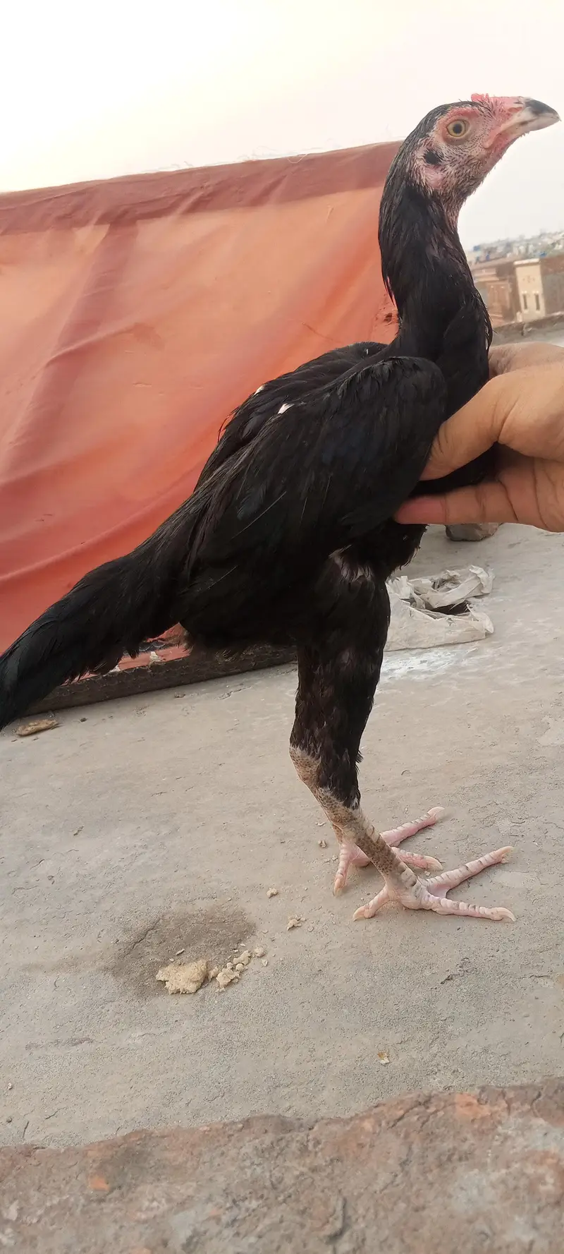 Mushka Aseel Pathay Lasani Murga Jet Black Patha Murgi 03098573144 — photo 2