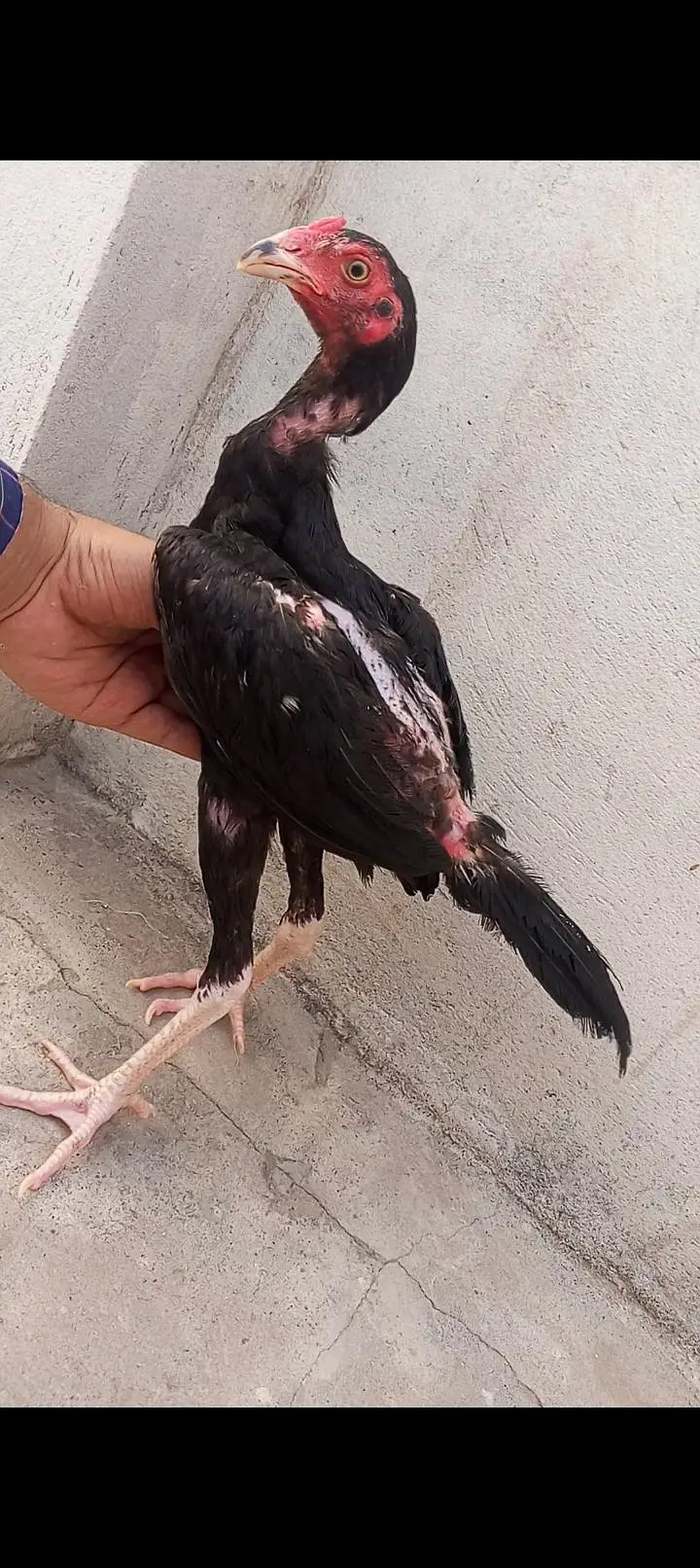 Mushka Aseel Pathay Lasani Murga Jet Black Patha Murgi 03098573144 — photo 9