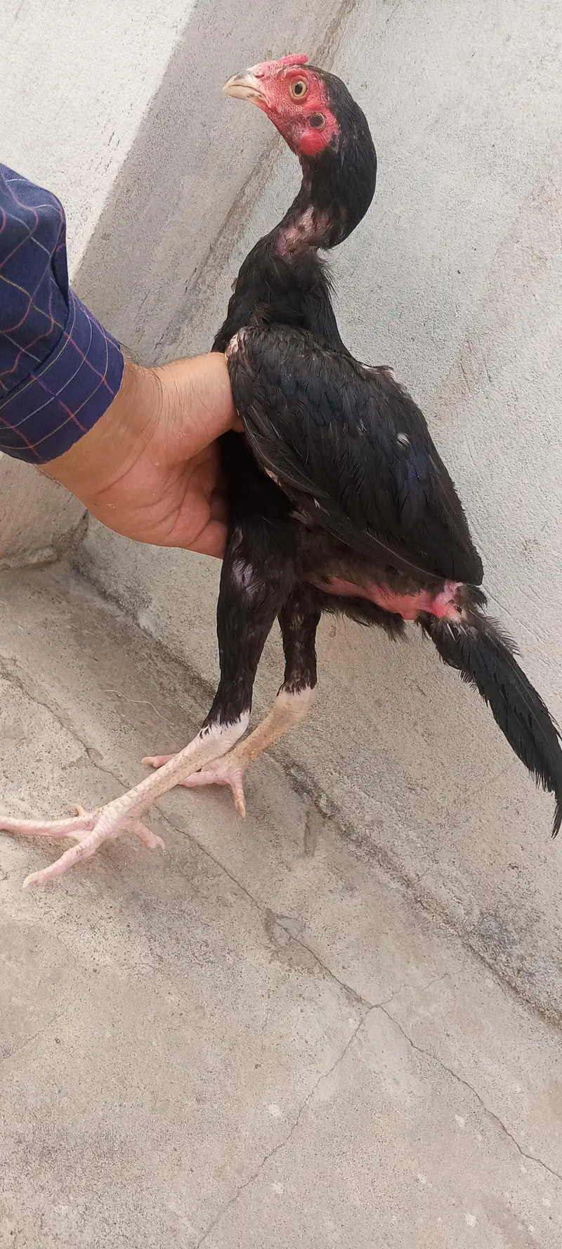 Mushka Aseel Pathay Lasani Murga Jet Black Patha Murgi 03098573144 — photo 11
