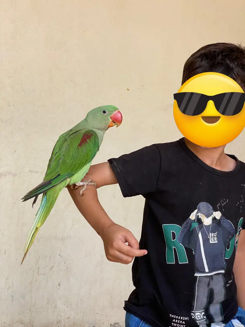 Healthy Alexandrine Parrot for Sale – Active & Beautiful