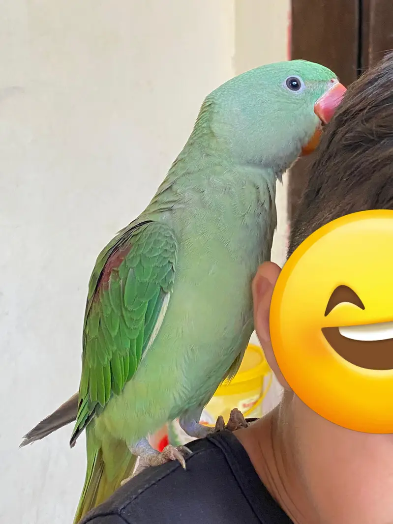Healthy Alexandrine Parrot for Sale – Active & Beautiful — photo 2