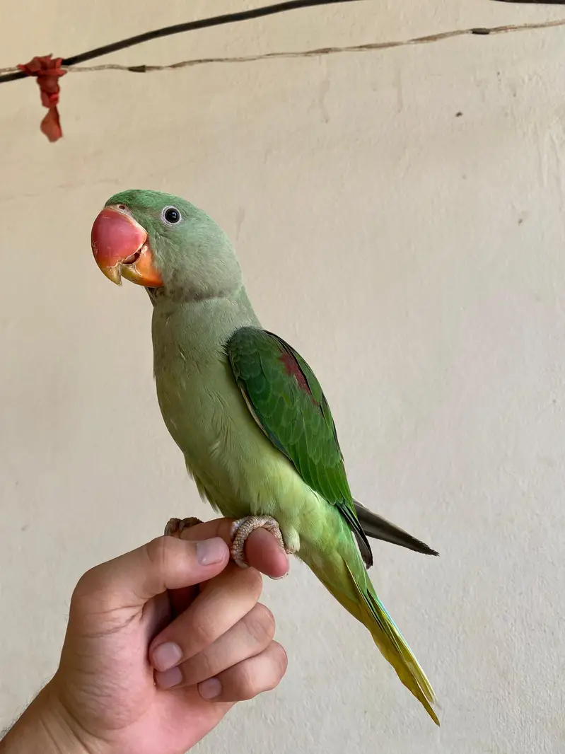 Healthy Alexandrine Parrot for Sale – Active & Beautiful — photo 3