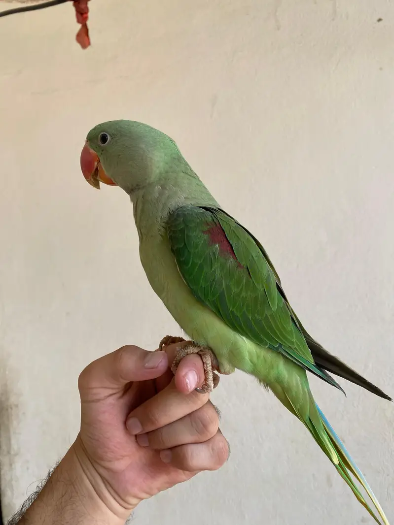 Healthy Alexandrine Parrot for Sale – Active & Beautiful — photo 4