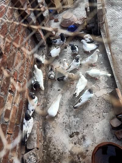 other pigeon 18 piece WhatsApp 03106801352