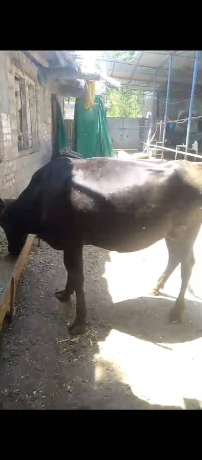 holstein friesian (HF) cow for sale