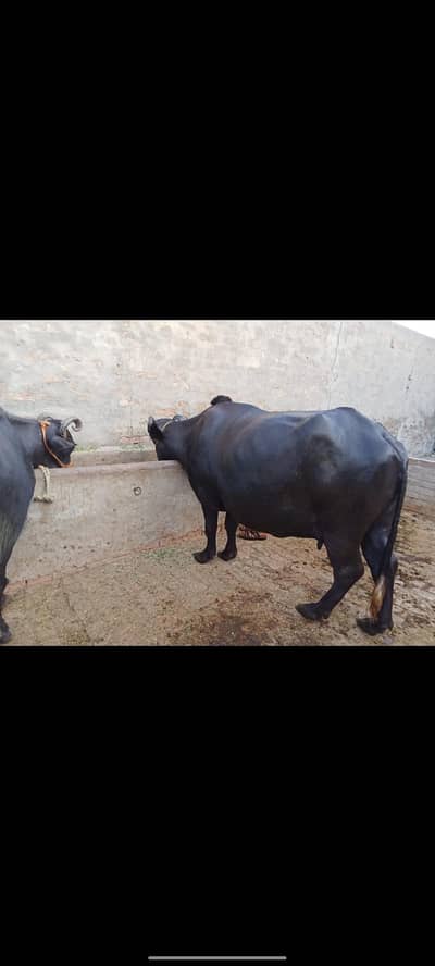 blue Ravi Bhens For Sale dosra sowa 03362274004
