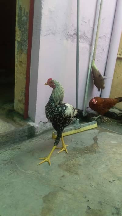 urgent sale for need money