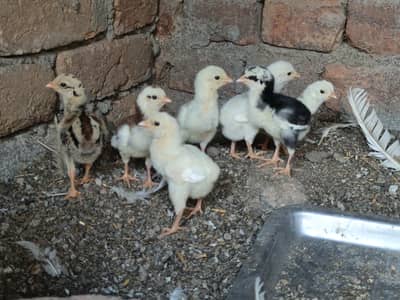High Quality Heera And lakha chicks