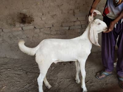 Bakra for sale call/+03033477978