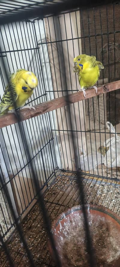 hogoromo and love birds for sale