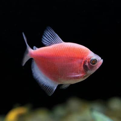 Glowing Tetra