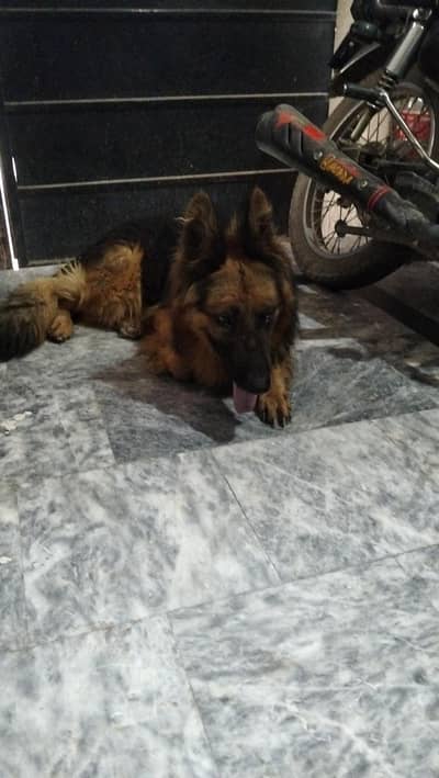 German long coat male