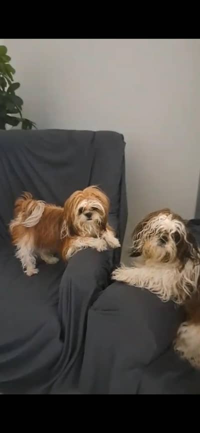 Shihtzu Breeder 2 Female 1 Male pedigree