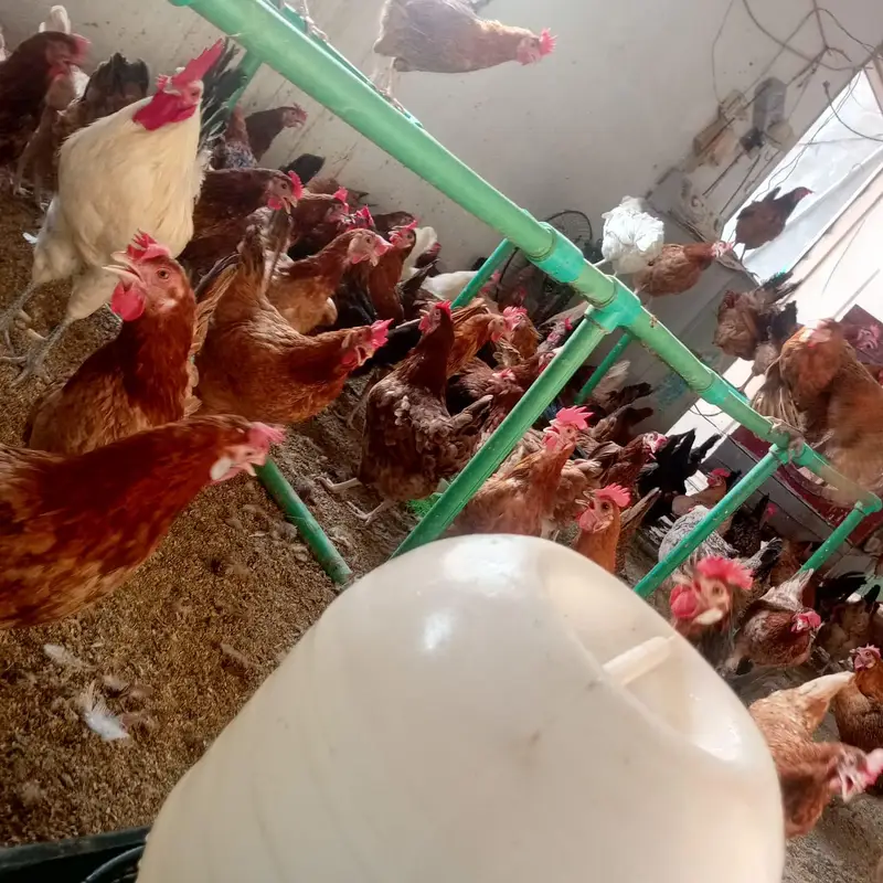 golden mesri hens