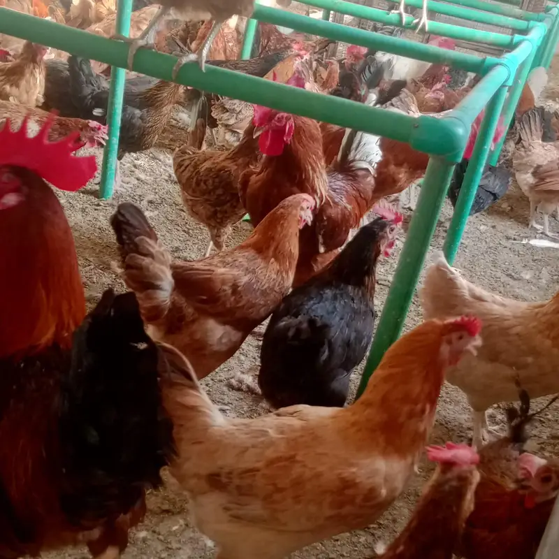 golden mesri hens — photo 2