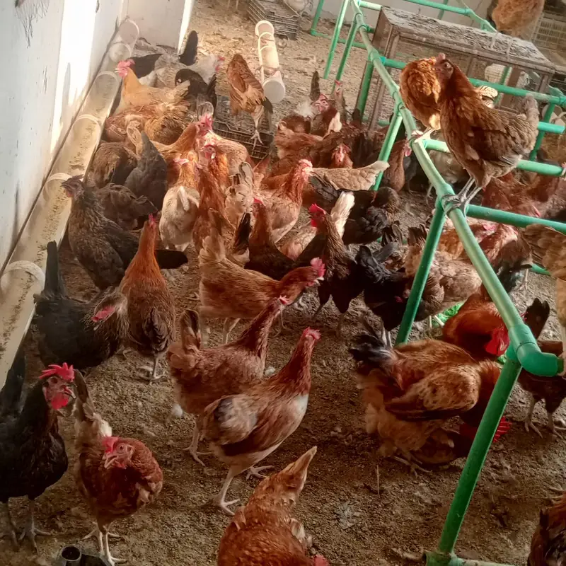 golden mesri hens — photo 3