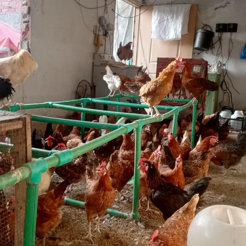 golden mesri hens — photo 4