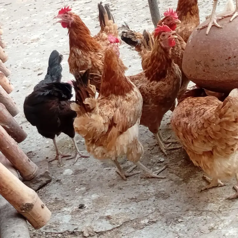 golden mesri hens — photo 5