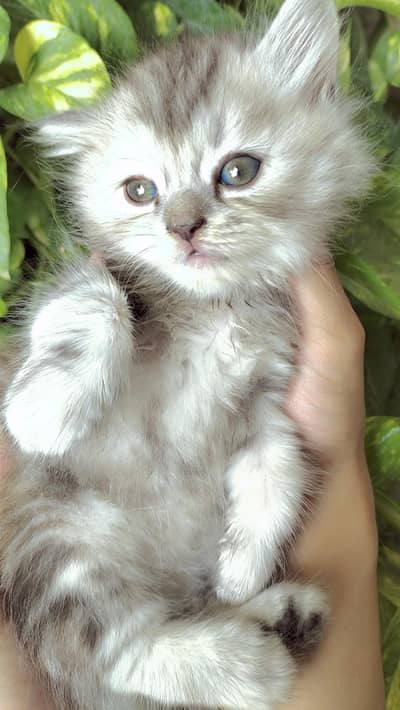 Persian Triple Coat
